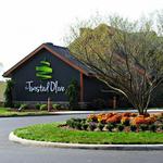 The Twisted Olive