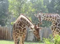 Zoo Boise