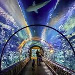 Shark Reef Aquarium at Mandalay Bay