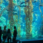 Birch Aquarium