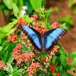 Butterfly Garden at National Museum of Costa Rica