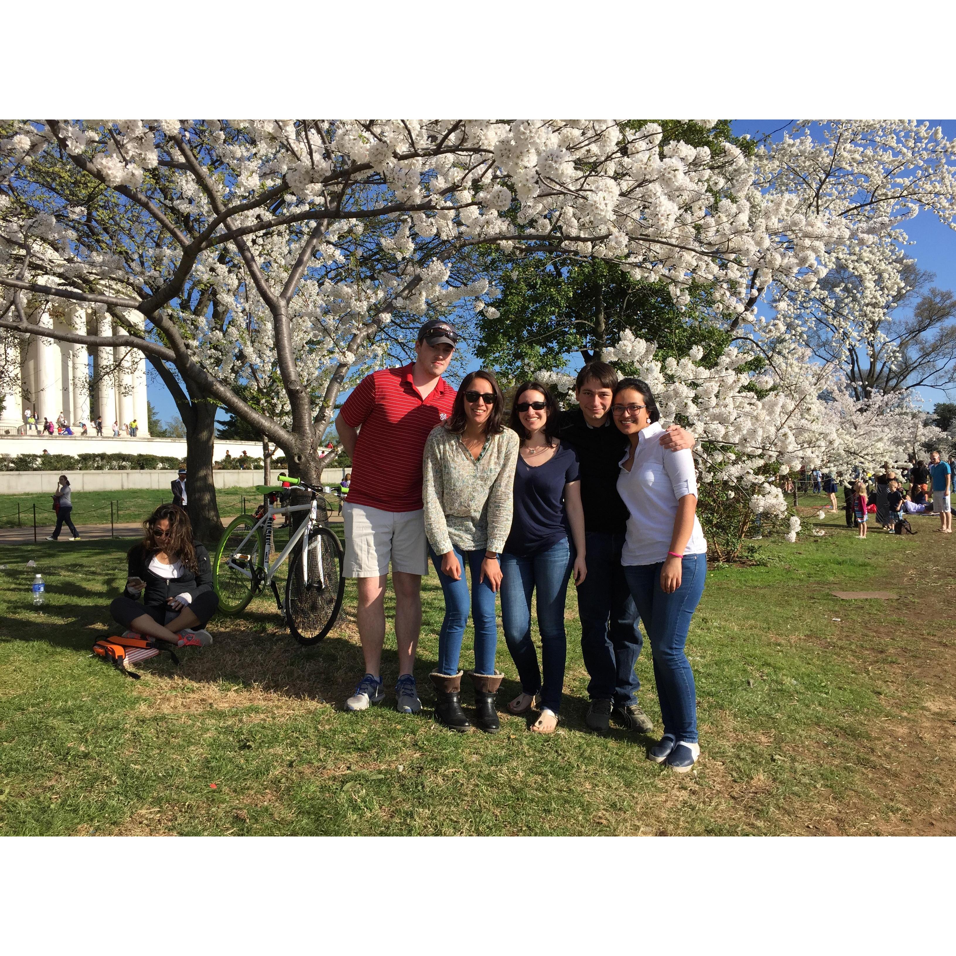 Cherry blossoms in DC!
