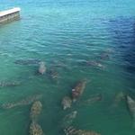 Manatee Lagoon