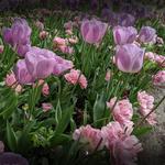 Tulip Festival At Ashton Gardens