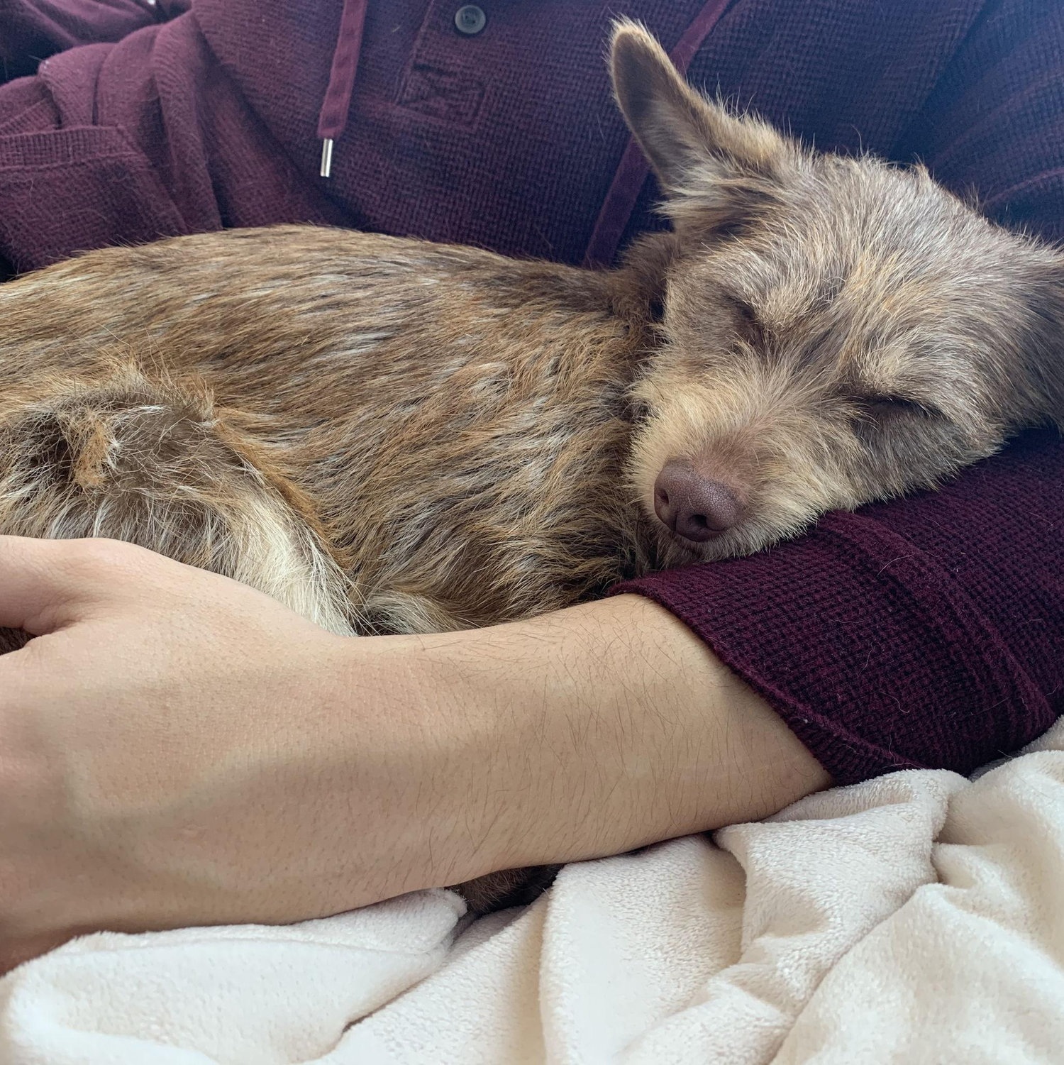 The day we got our first dog (Charlie girl, 2019)