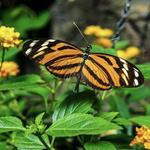 Franklin Park Conservatory and Botanical Gardens