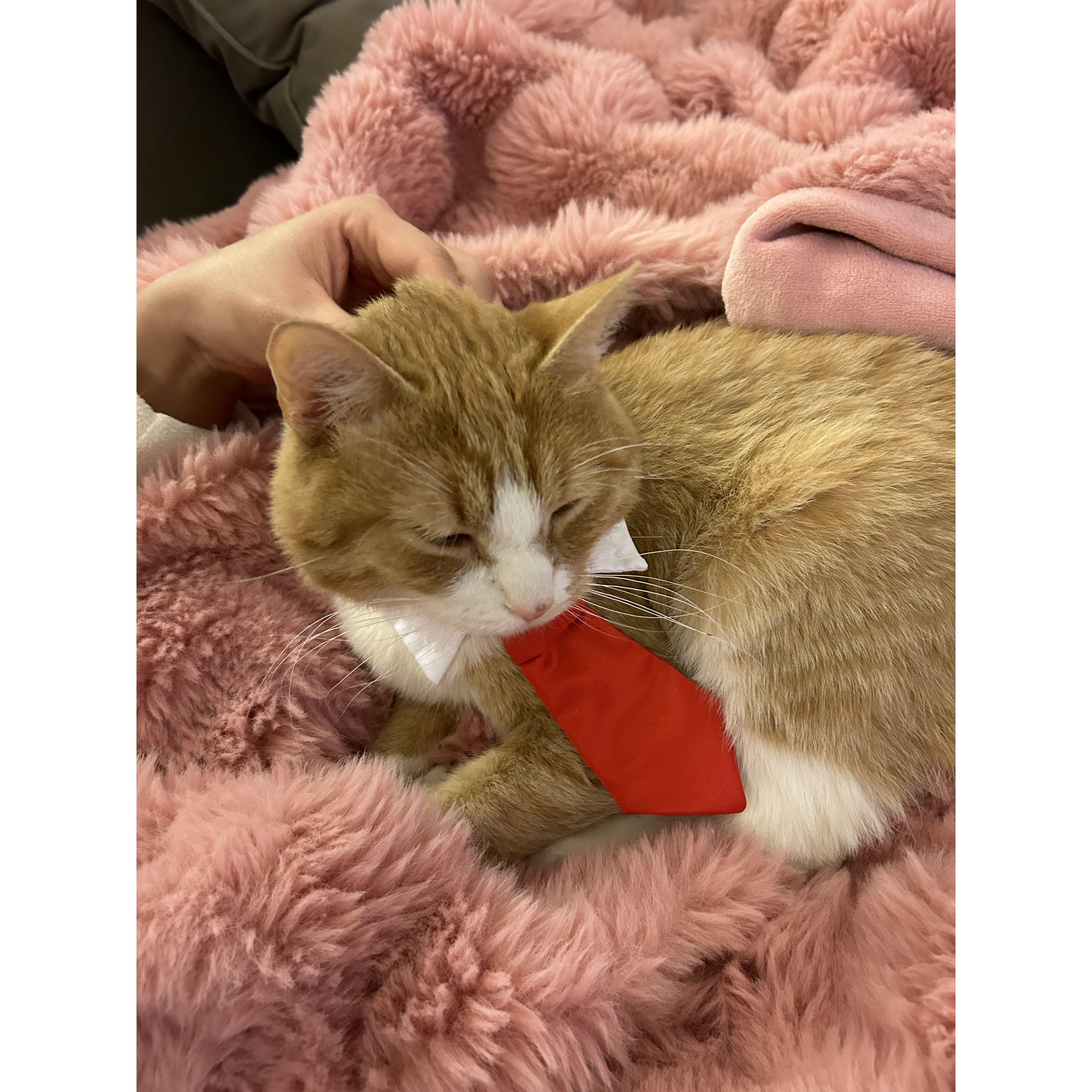 Ponyo after a long day at the office (2023)
