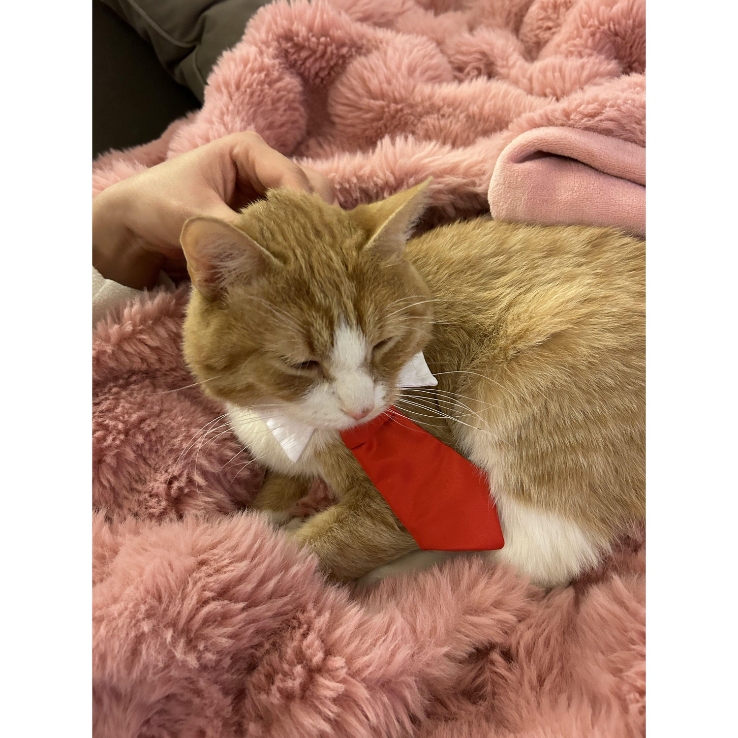 Ponyo after a long day at the office (2023)