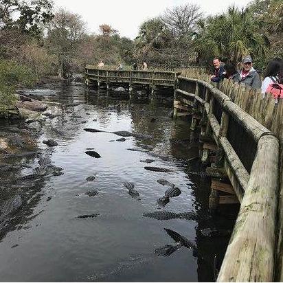 St. Augustine Gator Farm.