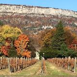 Whitecliff Vineyard & Winery
