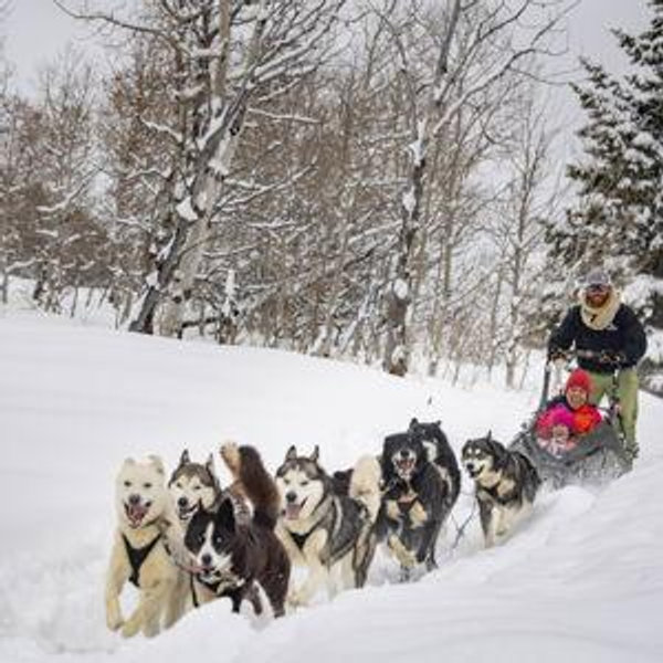 Dogsledding On Our Honeymoon