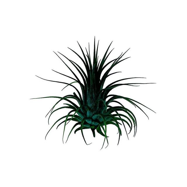 ragnaroc Air Plants - Dyed Tillandsia Ionantha, Regular 2-3" - 1ct - Live Arrival Guaranteed - House Plants for Home Decor & Gift, Peacock