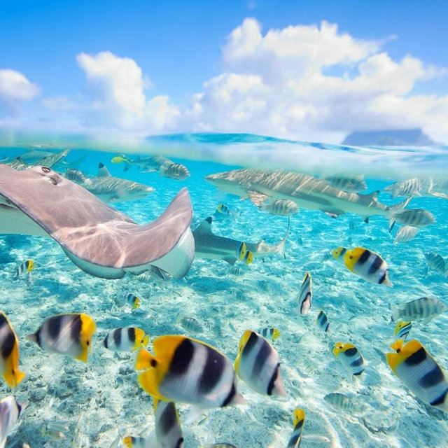 Bora Bora Snorkeling Excursion