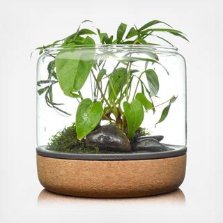 Sanctuary M Temperate Terrarium