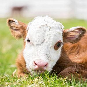 Izzy's Cow Fund