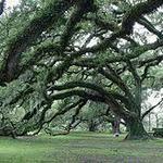 City Park Disc Golf Course