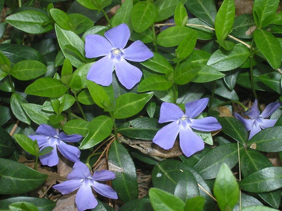 Periwinkle Creeping Myrtle