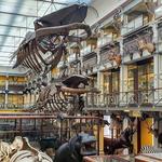 National Museum of Ireland - Natural History