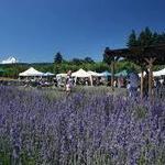 Hood River Lavender Farms