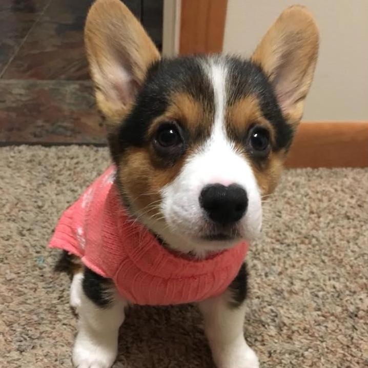 Baby Roxy