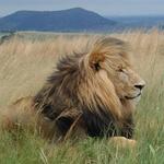 Rhino and Lion Nature Reserve