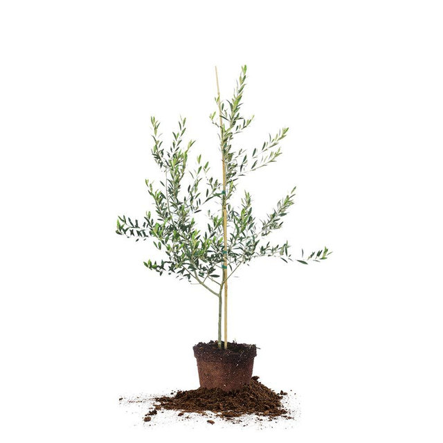 PERFECT PLANTS Arbequina Olive Live Plant, 3-4ft, Includes Care Guide