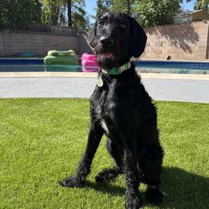 DeeDee's Toy Fund