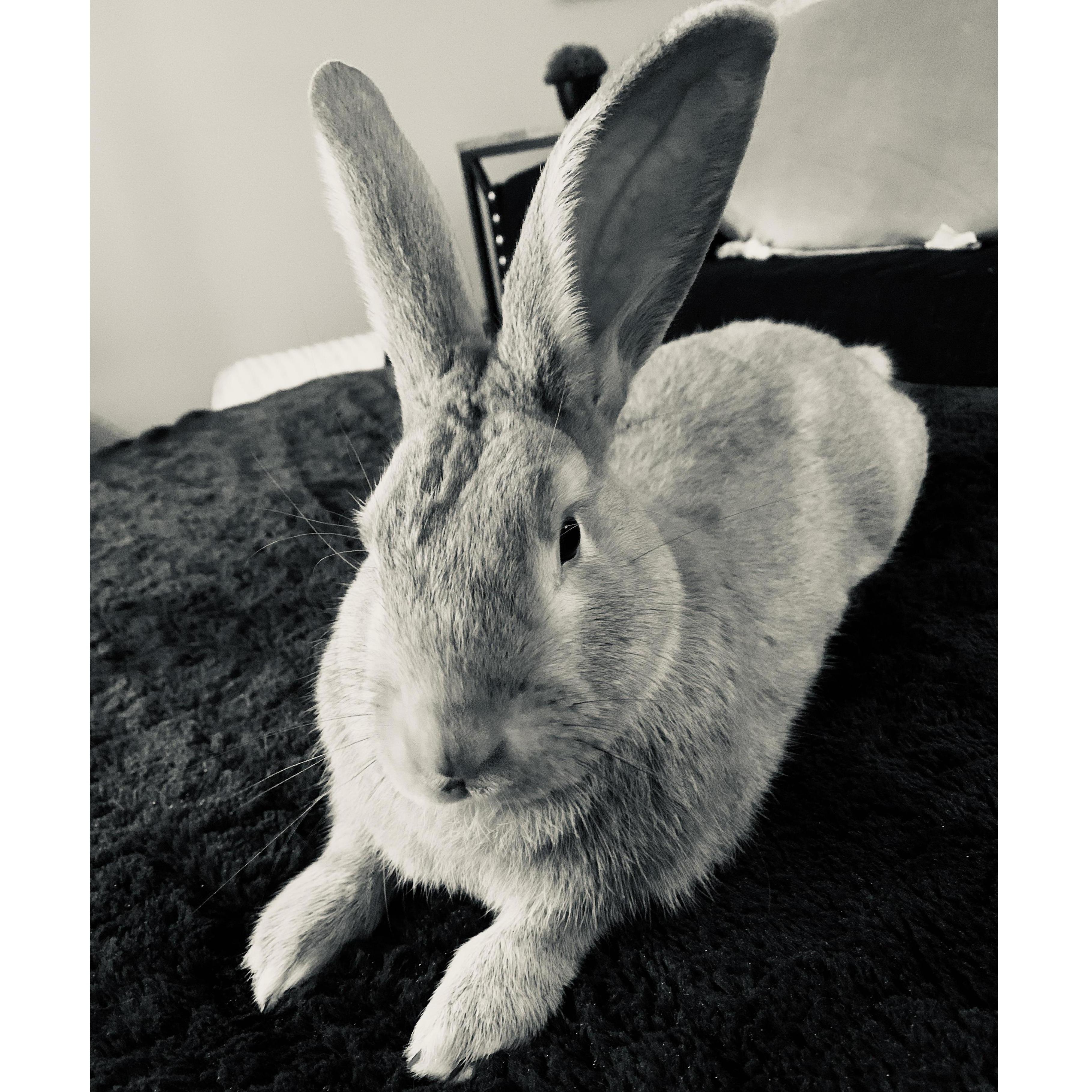 Sarah’s rabbit, Peanut