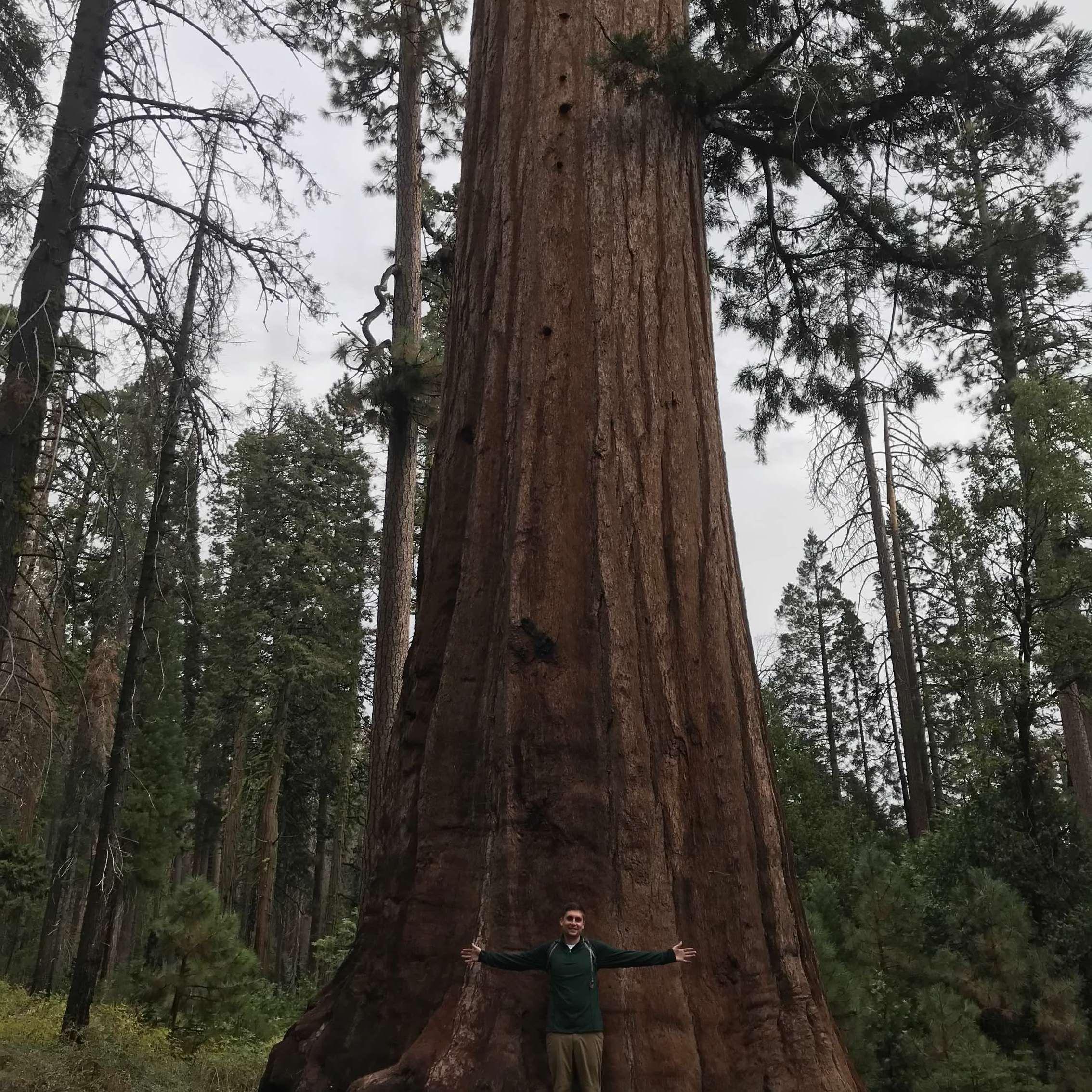 Mariposa Grove of giant sequoias