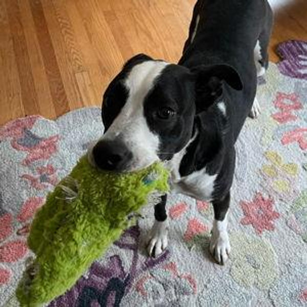 Billy toy fund