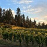 Wine Tasting