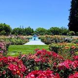 Municipal Rose Garden