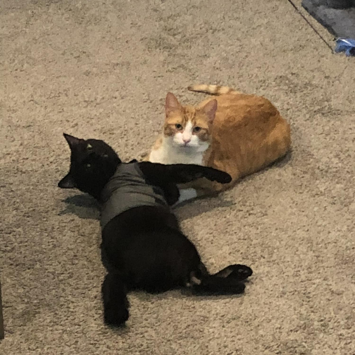 Our sweet boys, Tom Bisquey (orange and white) and Beans. Both cats are 2 years old and were brought home a few days apart from each other from the Green Bay Humane Society.