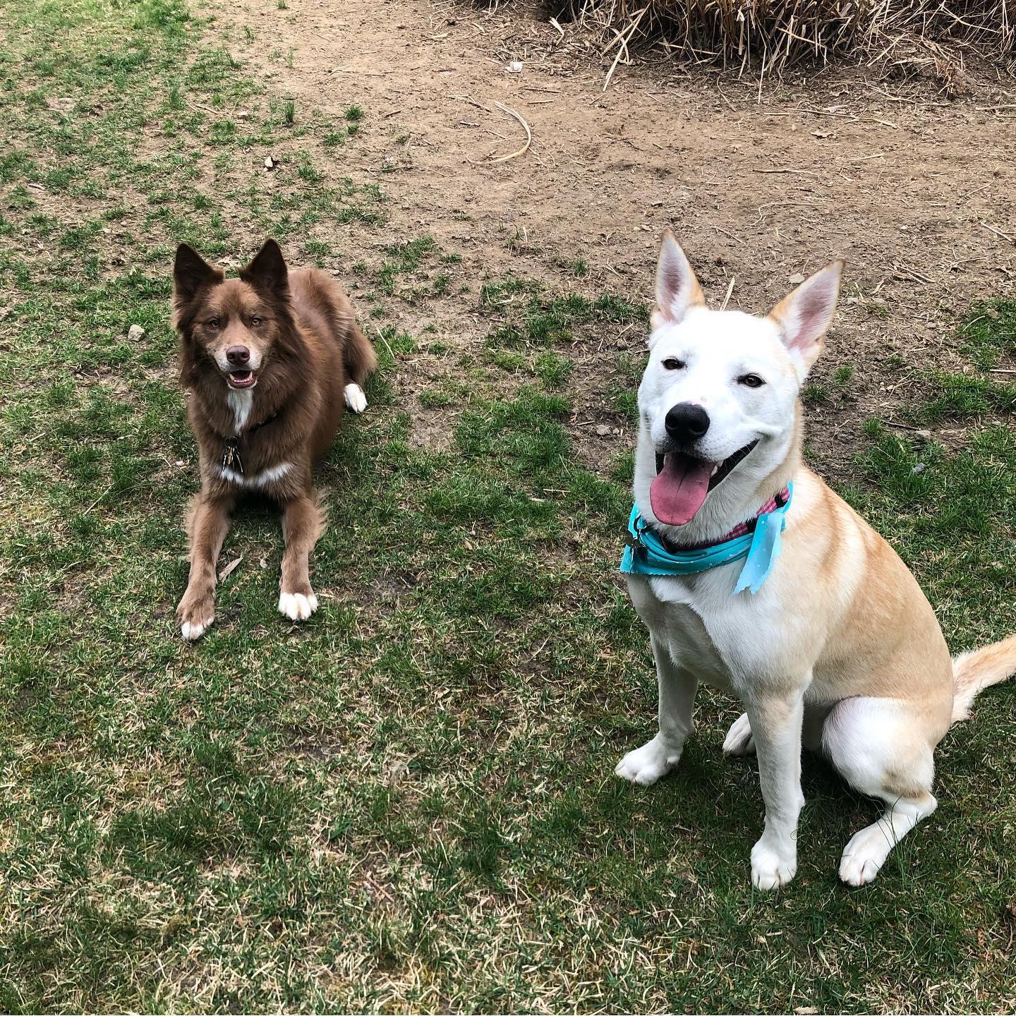 The loves of our lives - Cass & Honey