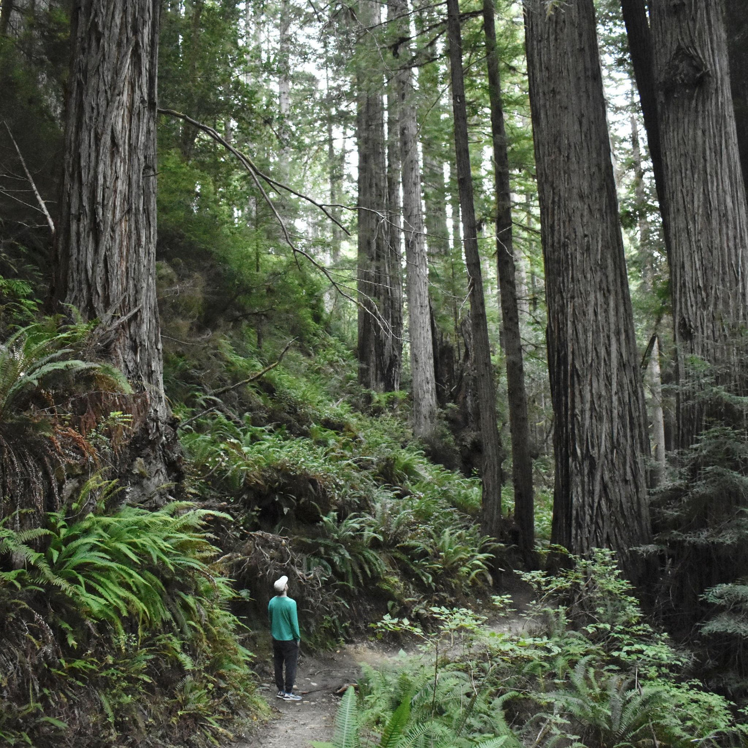 Another from our fall 2023 roadtrip, where we camped in the Redwood Forest.