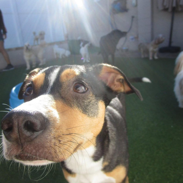 Pet Hotel For Our Honeymoon