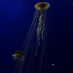 The Florida Aquarium