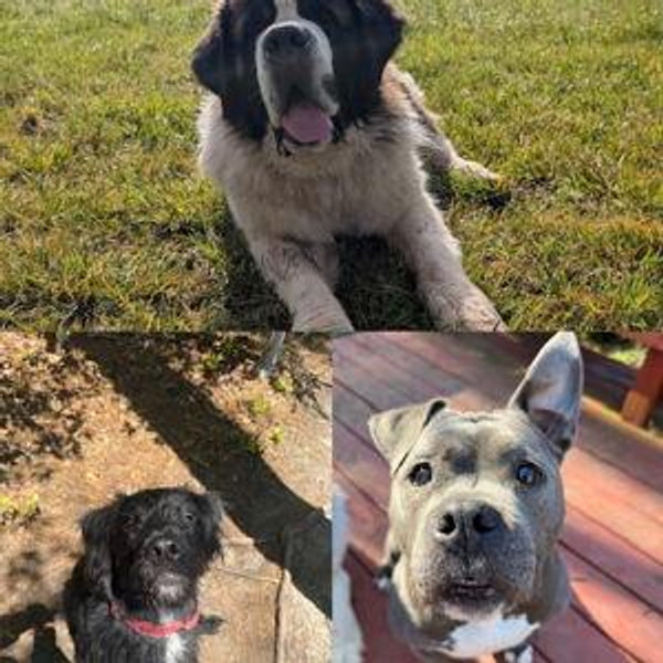 Pet Sitters