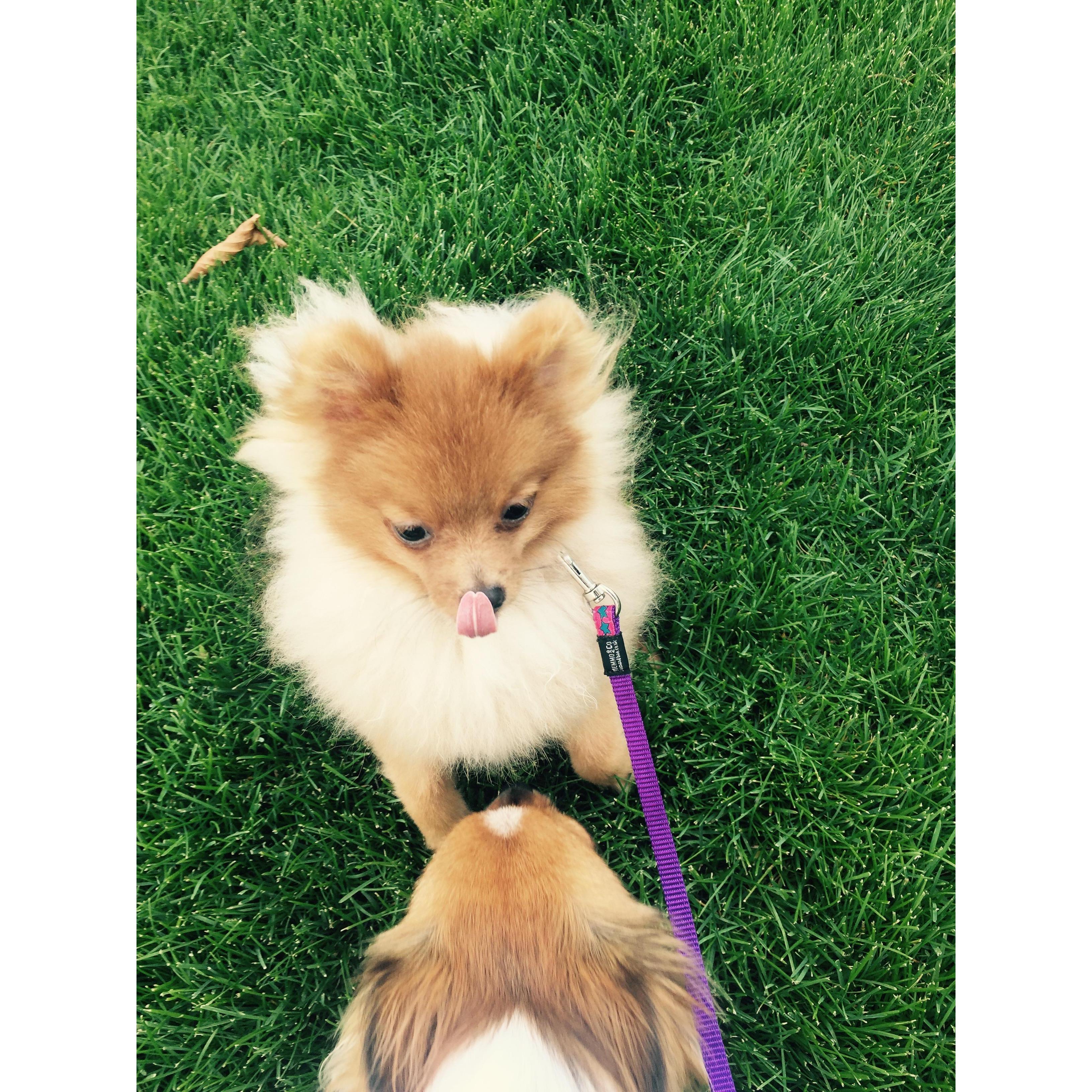 Our fur babies
