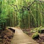 Pipiwai Trail Bamboo Forest