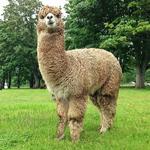 Krystal Acres Alpaca Farm