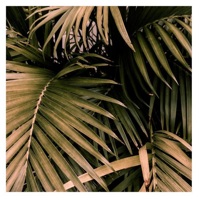 Square Palm