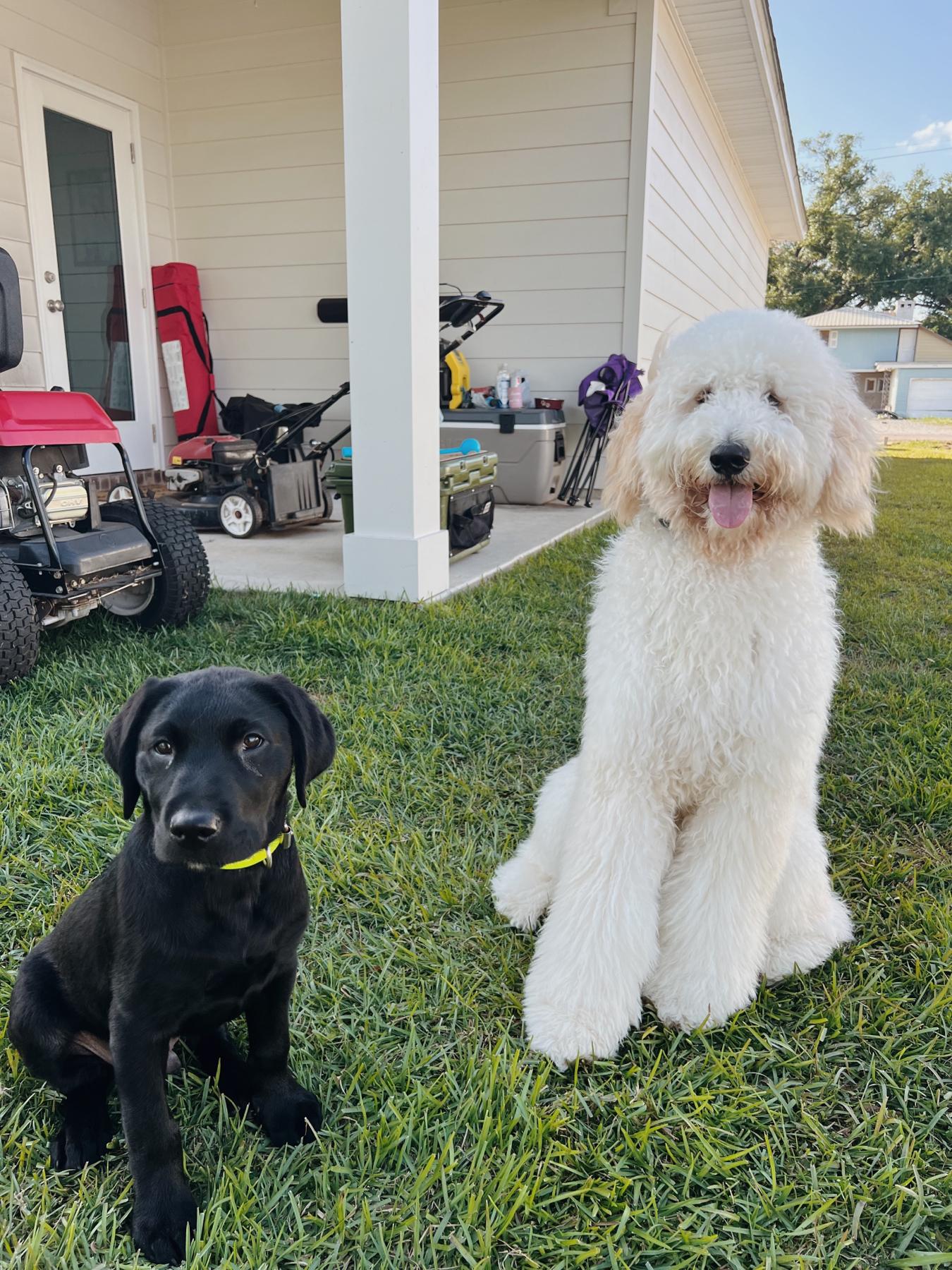 Our 2 fur babies