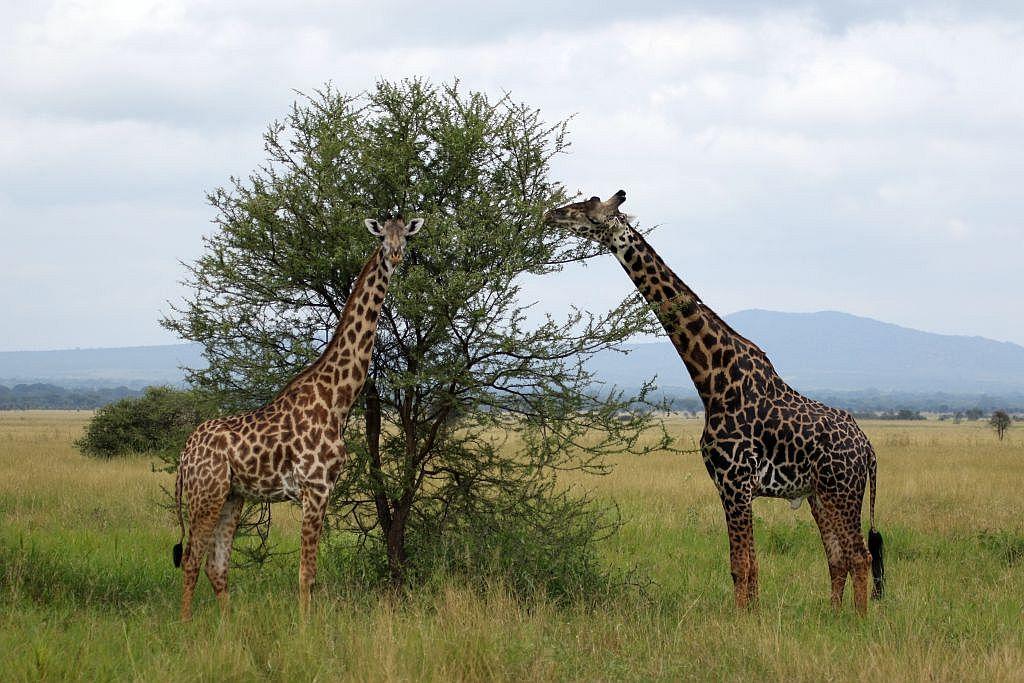 The Wedding Website of Holly Snell and Nino Wattrelot