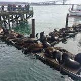 Sea Lion Docks