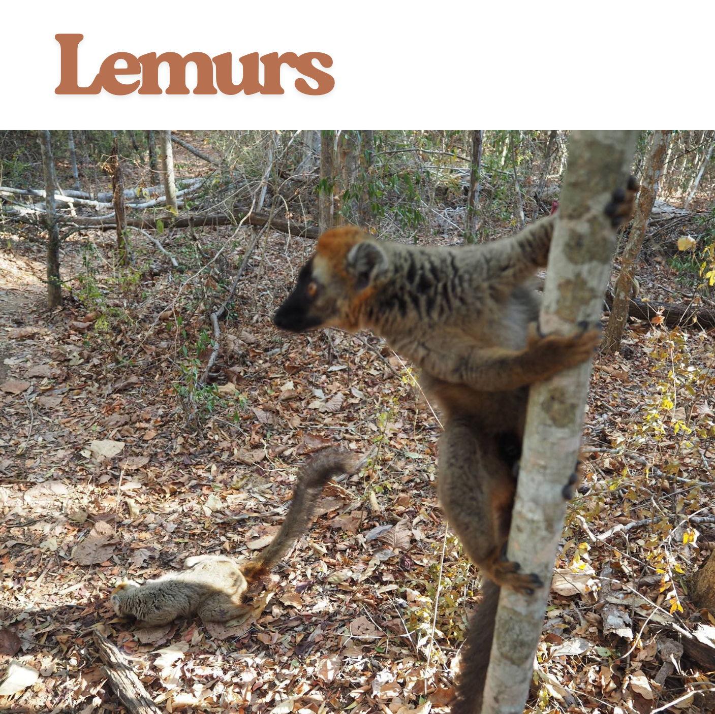 Meet the lemurs up close and personal. Yes you can feed them!