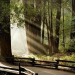 Muir Woods National Monument