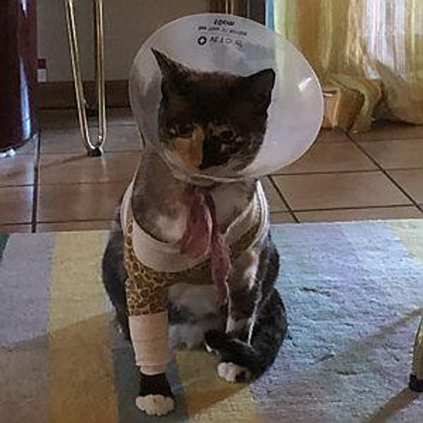 Luna's Confidence Building Class Fund