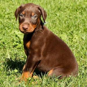 Puppy Fund