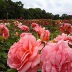 Lyndale Park Rose Garden